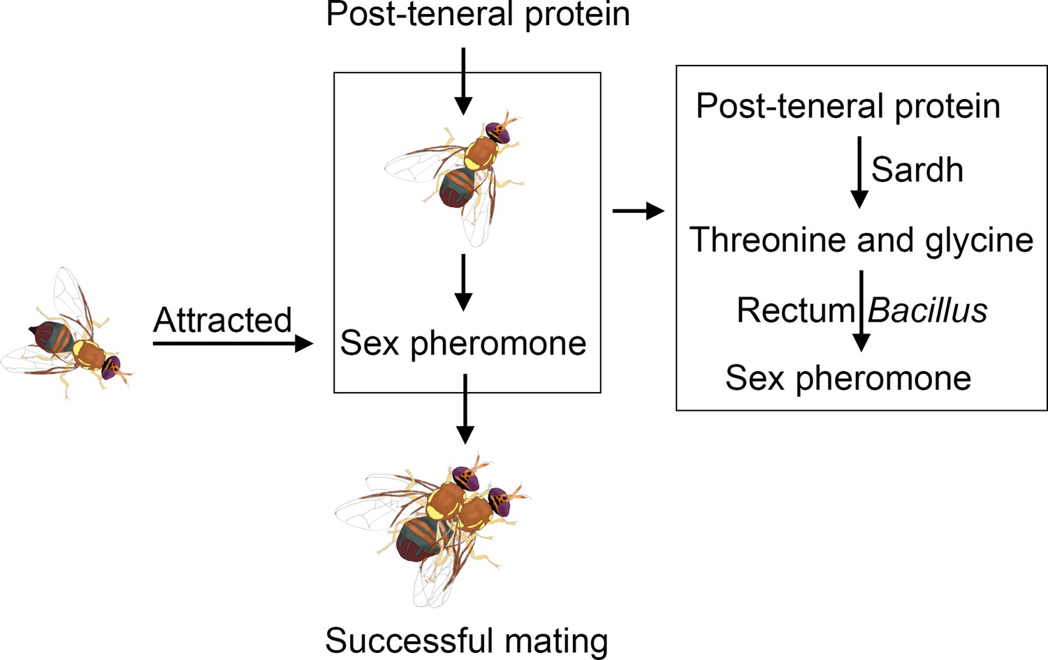 Protein Feeding Mediates Sex Pheromone Biosynthesis In An Insect Elife 1077