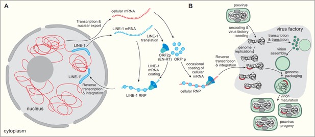 virus evolution research paper