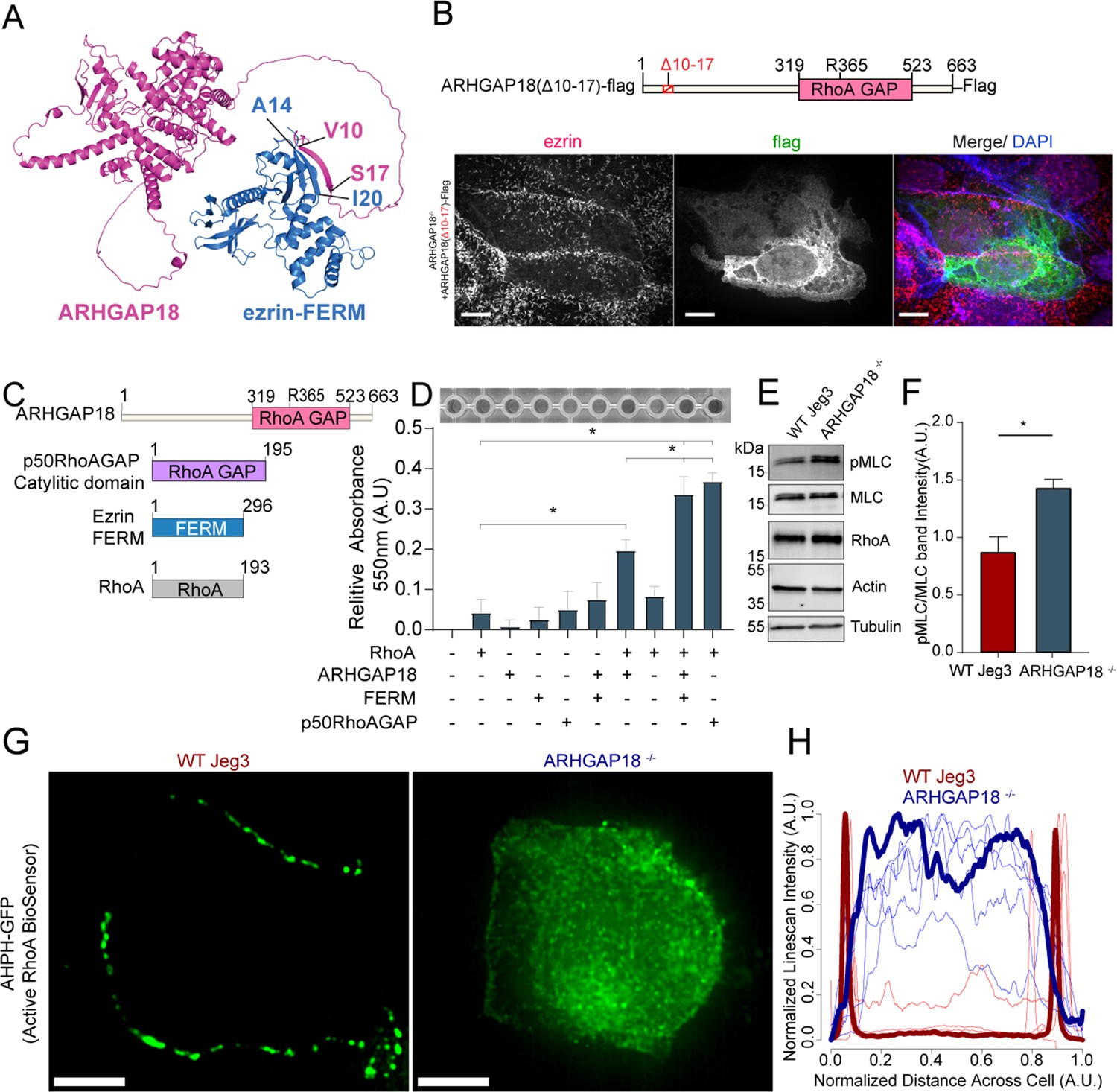 ARHGAP18-ezrin functions as an autoregulatory module for RhoA in