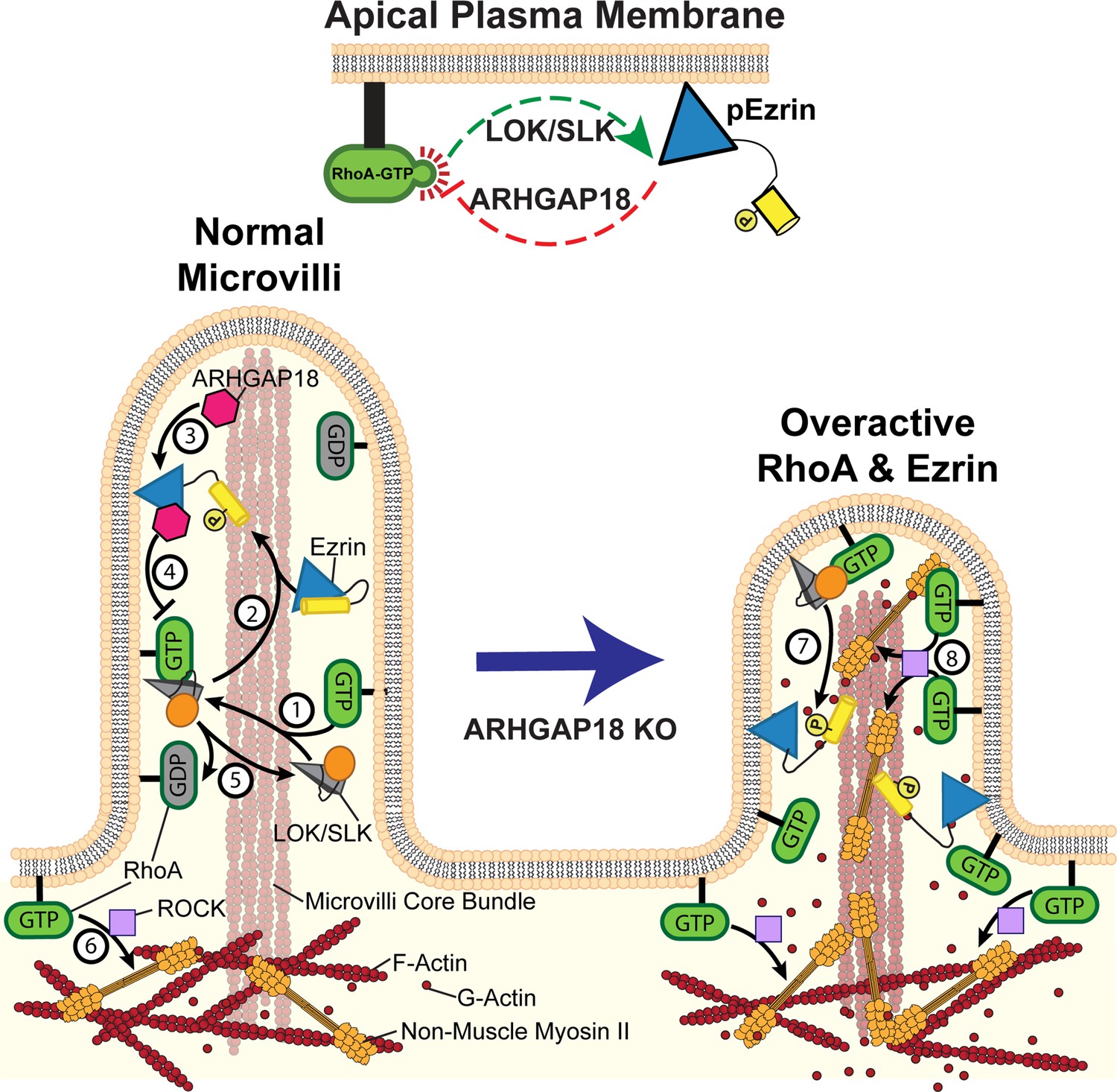 ARHGAP18-ezrin functions as an autoregulatory module for RhoA in