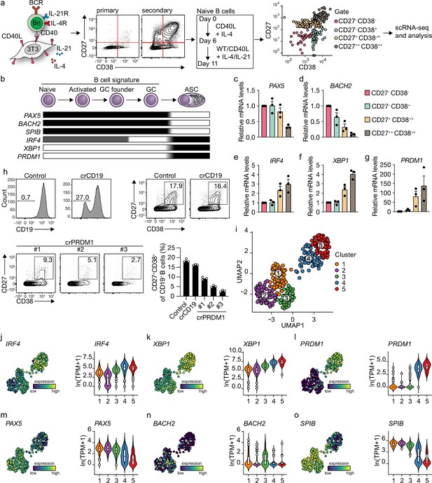 Single-cell Analysis Reveals Dynamics Of Human B Cell Differentiation ...