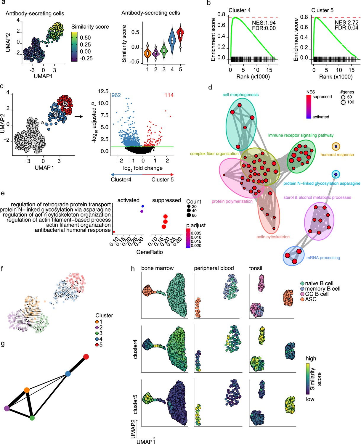 Single-cell Analysis Reveals Dynamics Of Human B Cell Differentiation ...