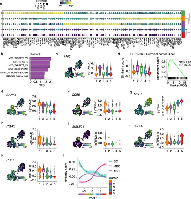 Single-cell Analysis Reveals Dynamics Of Human B Cell Differentiation ...