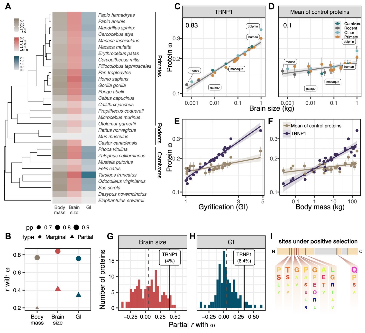 Regulatory and coding sequences of TRNP1 co-evolve with brain size and