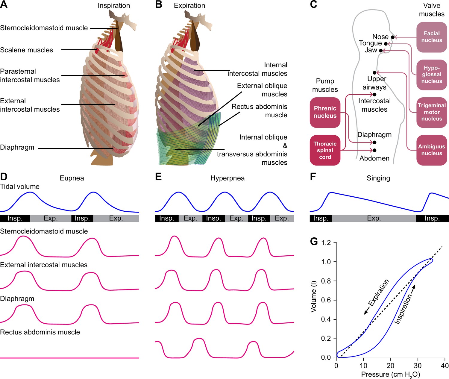 The integrated brain network that controls respiration | eLife