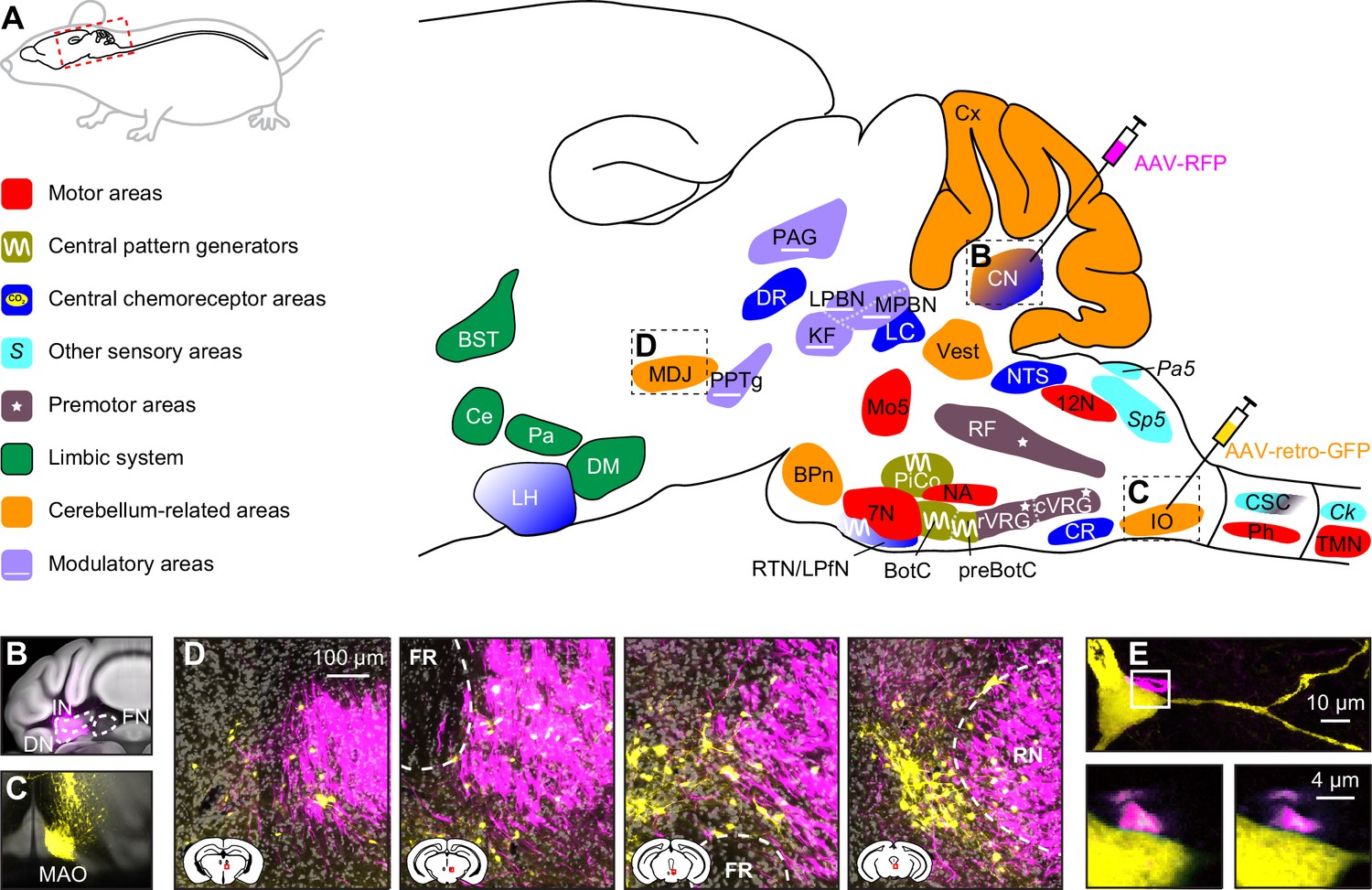 The integrated brain network that controls respiration | eLife