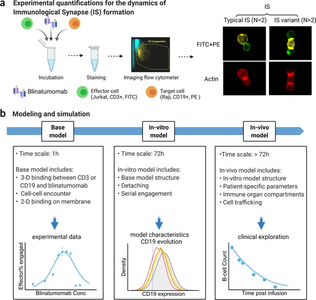 Population dynamics of immunological synapse formation induced by ...