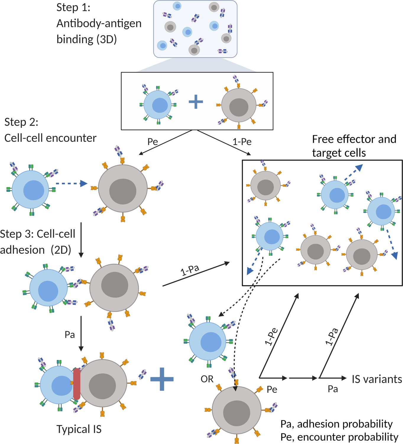 Population Dynamics Of Immunological Synapse Formation Induced By ...