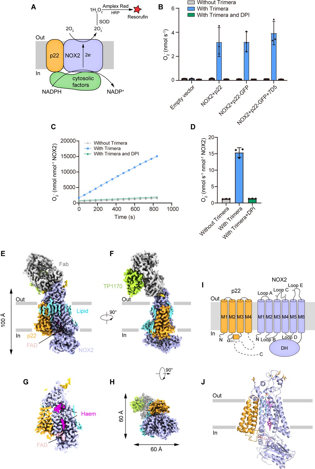 Structure Of Human Phagocyte Nadph Oxidase In The Resting State Elife