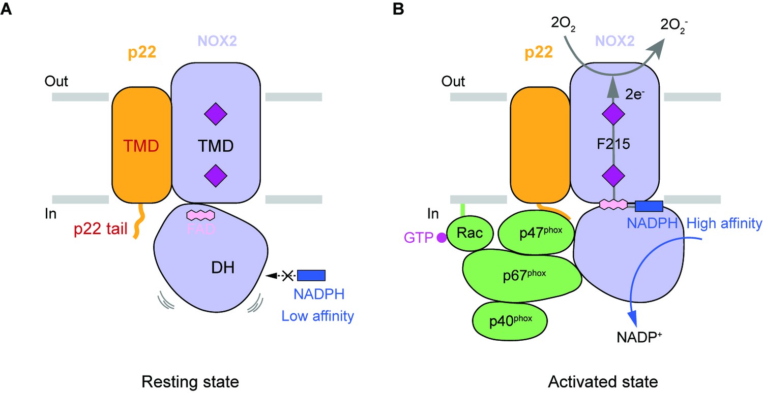 Structure Of Human Phagocyte NADPH Oxidase In The Resting State ELife