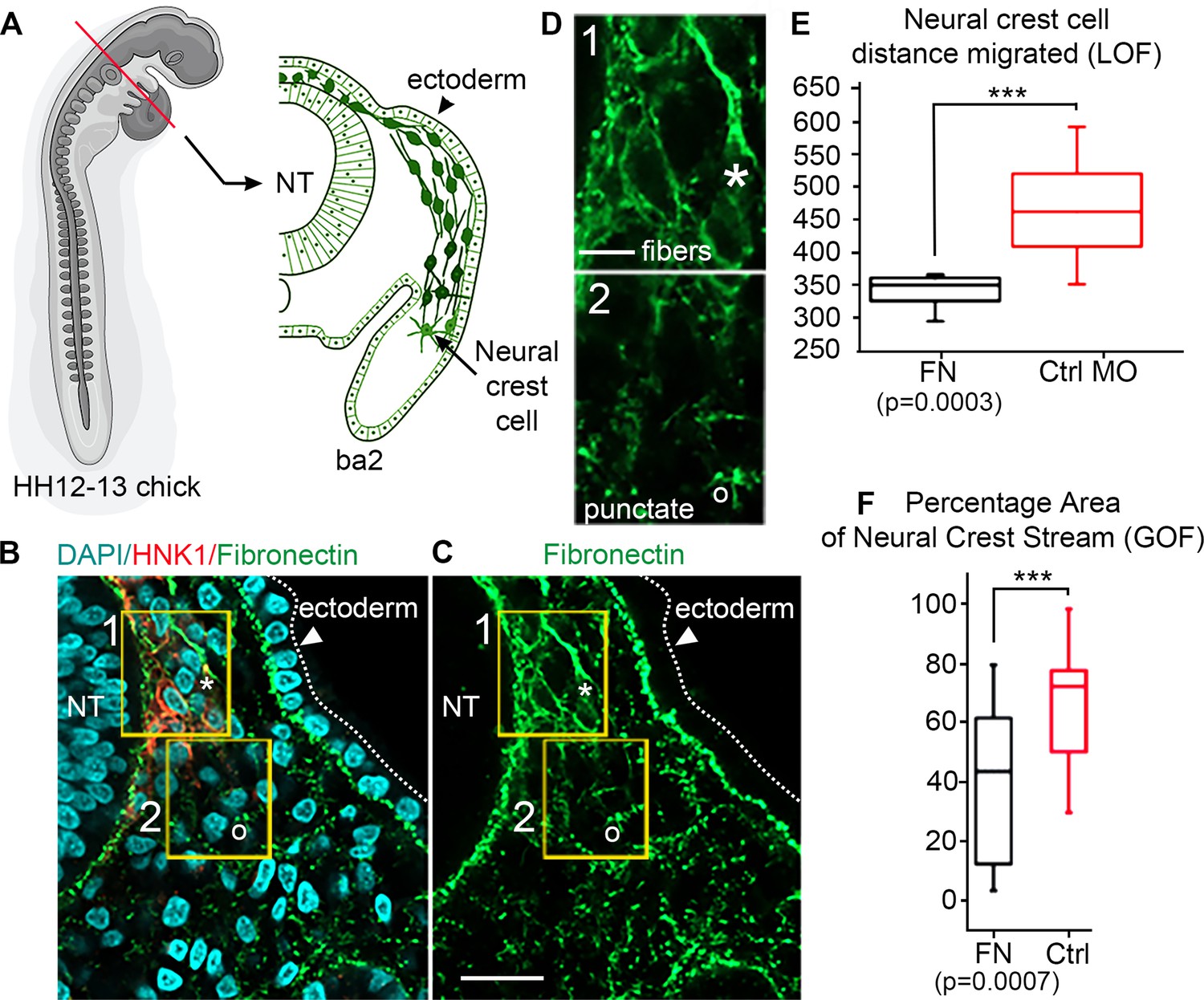 Dynamic Fibronectin Assembly And Remodeling By Leader Neural Crest