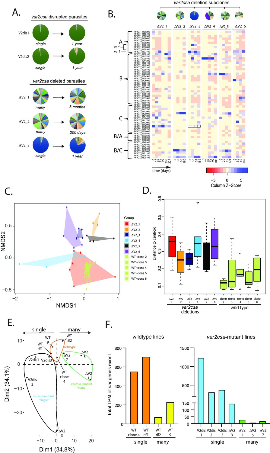 A coordinated transcriptional switching network mediates antigenic ...