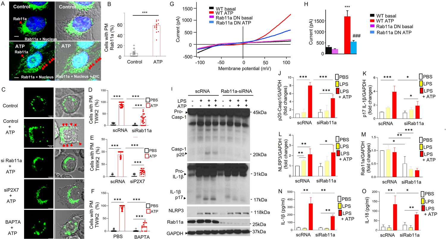 Endosomal trafficking of two-pore K+ efflux channel TWIK2 to 