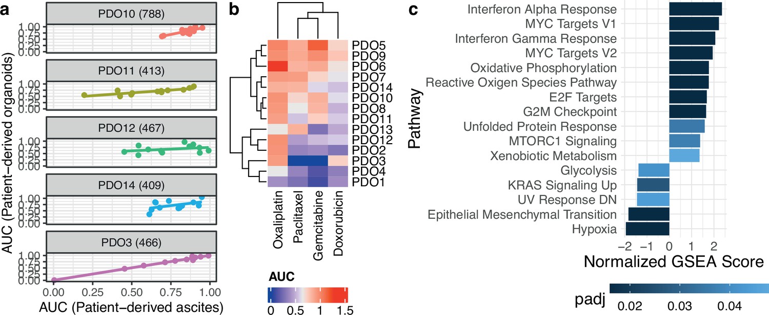 high-grade-serous-ovarian-carcinoma-organoids-as-models-of-chromosomal