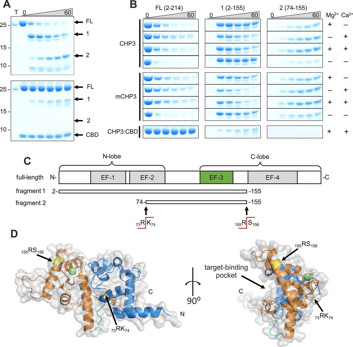 Protein Lipidation: Occurrence, Mechanisms, Biological Functions, and  Enabling Technologies