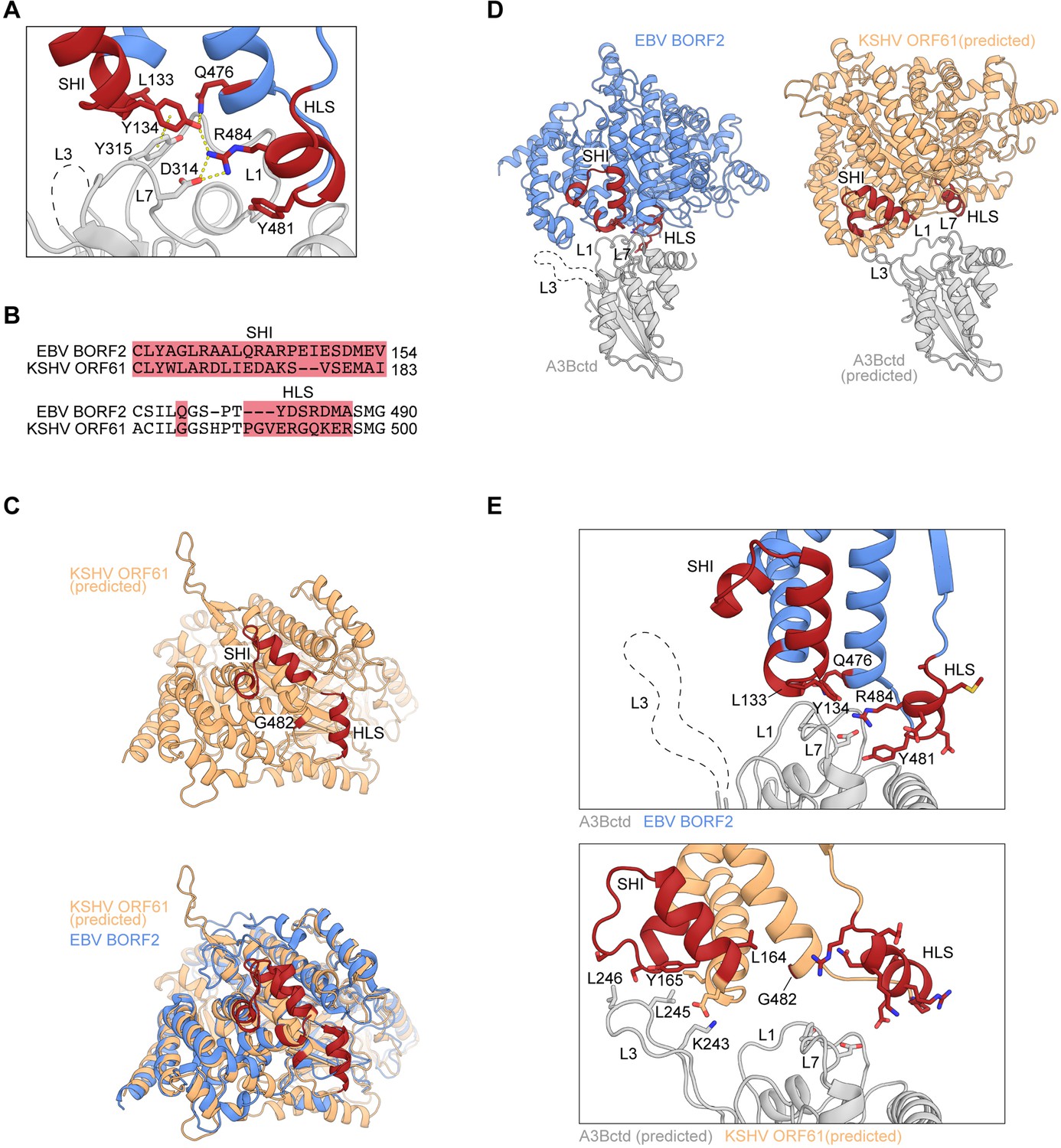 Figures And Data In Evidence Linking APOBEC3B Genesis And Evolution Of ...