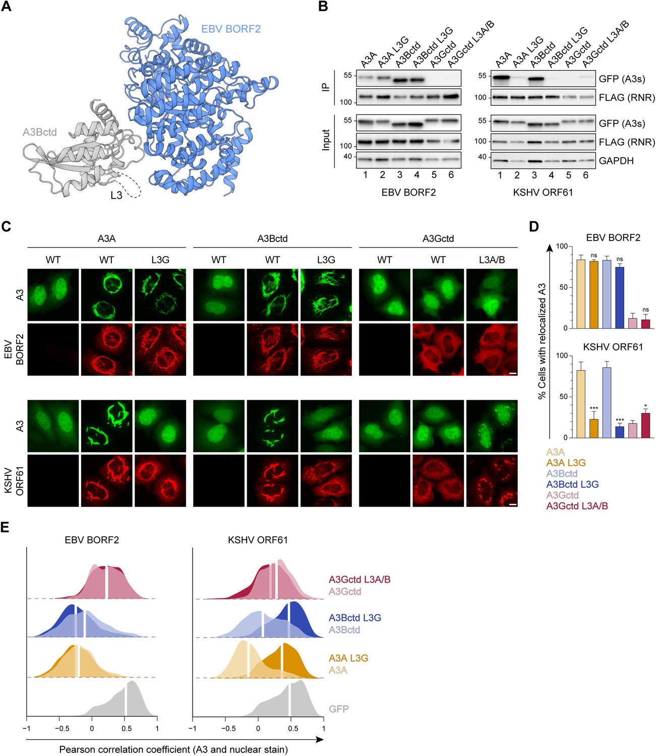 Evidence Linking APOBEC3B Genesis And Evolution Of Innate Immune ...