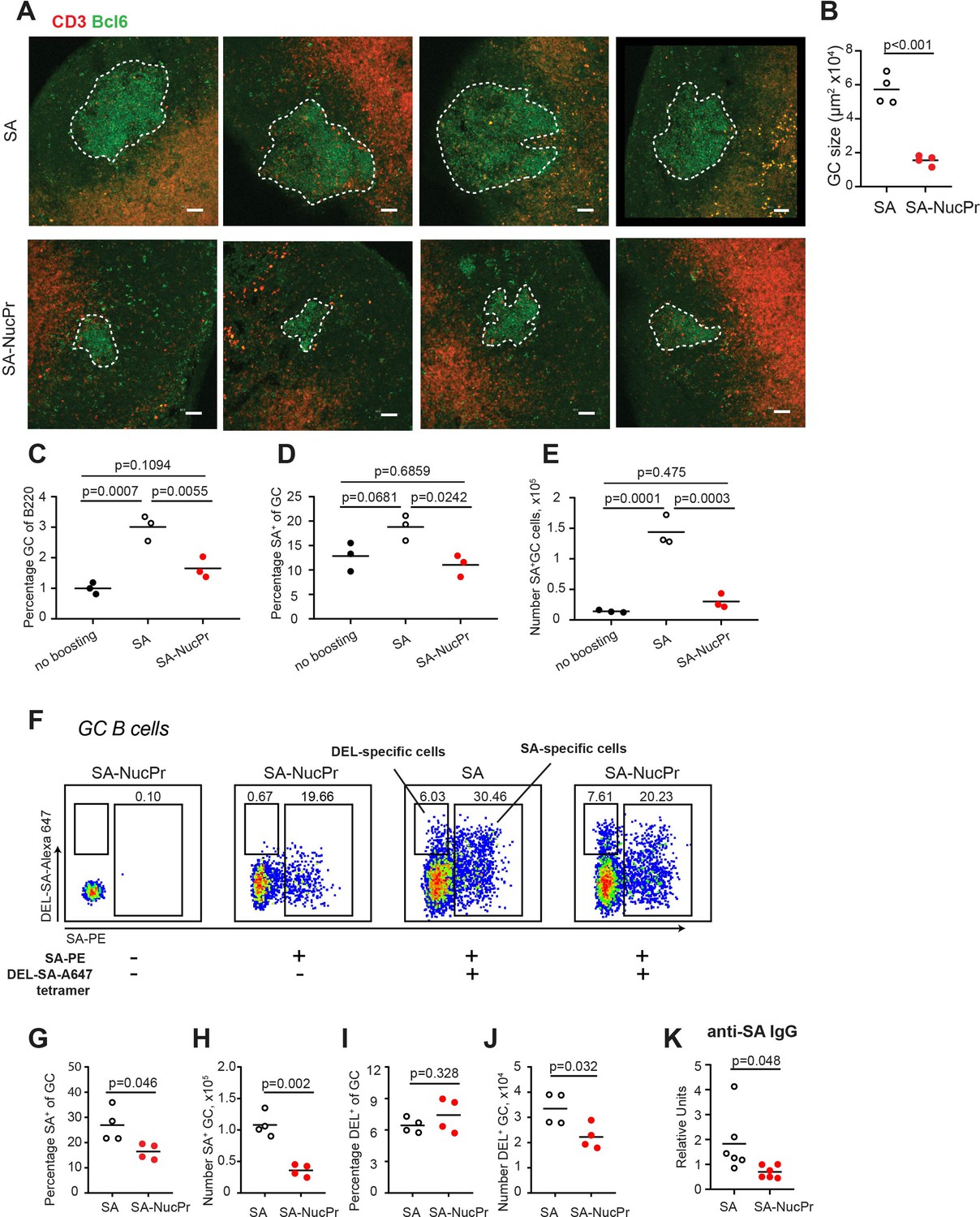 Figures And Data In Germinal Center B Cells That Acquire Nuclear ...