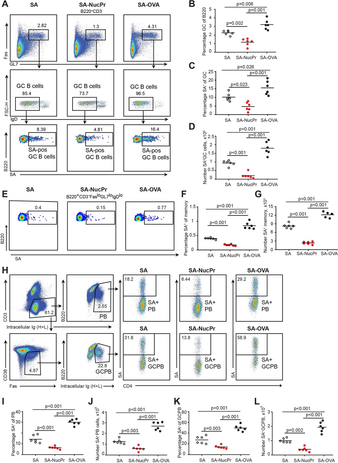 Figures And Data In Germinal Center B Cells That Acquire Nuclear ...