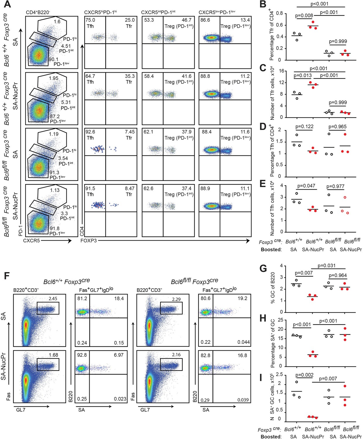 Germinal Center B Cells That Acquire Nuclear Proteins Are Specifically ...