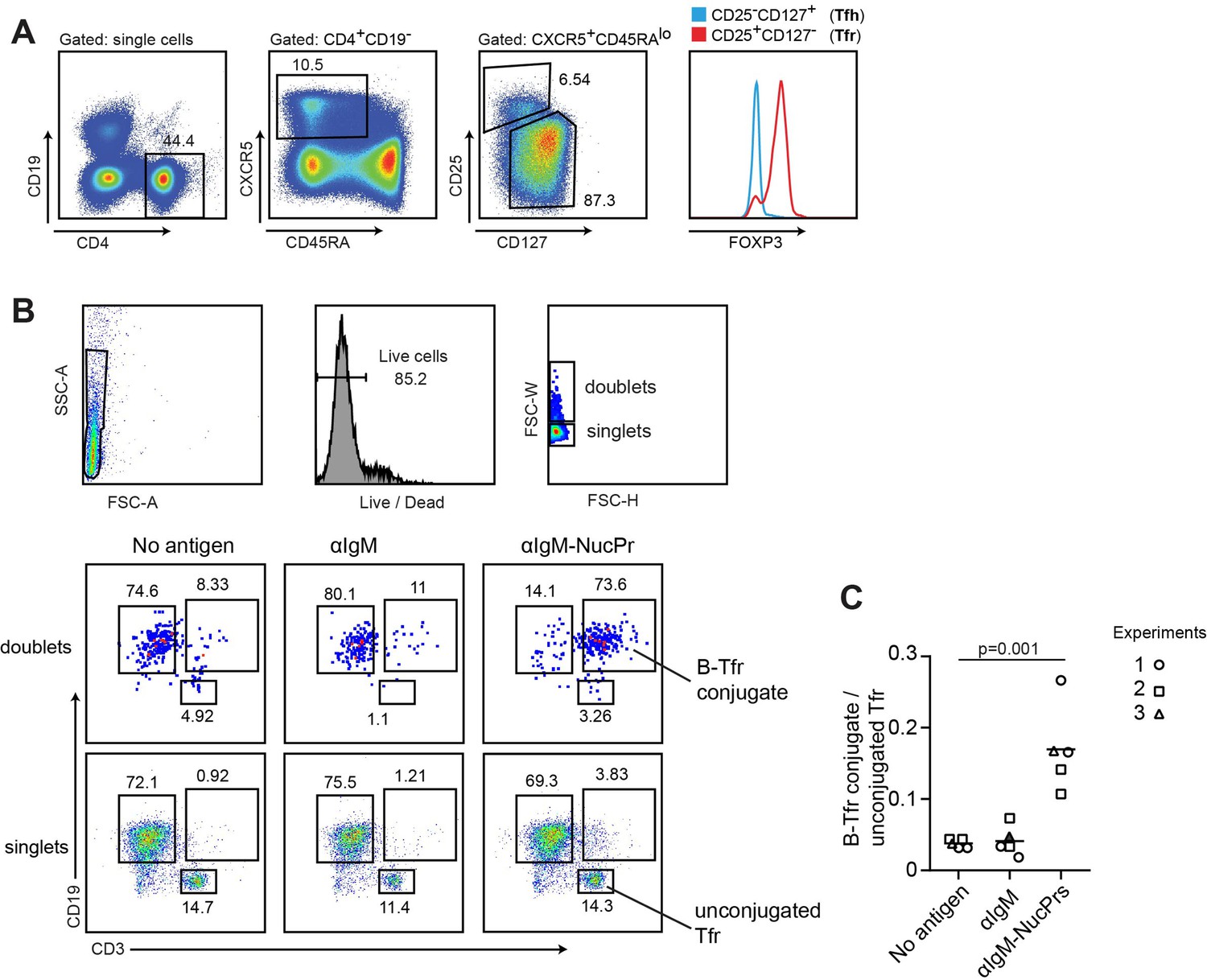 Germinal Center B Cells That Acquire Nuclear Proteins Are Specifically ...