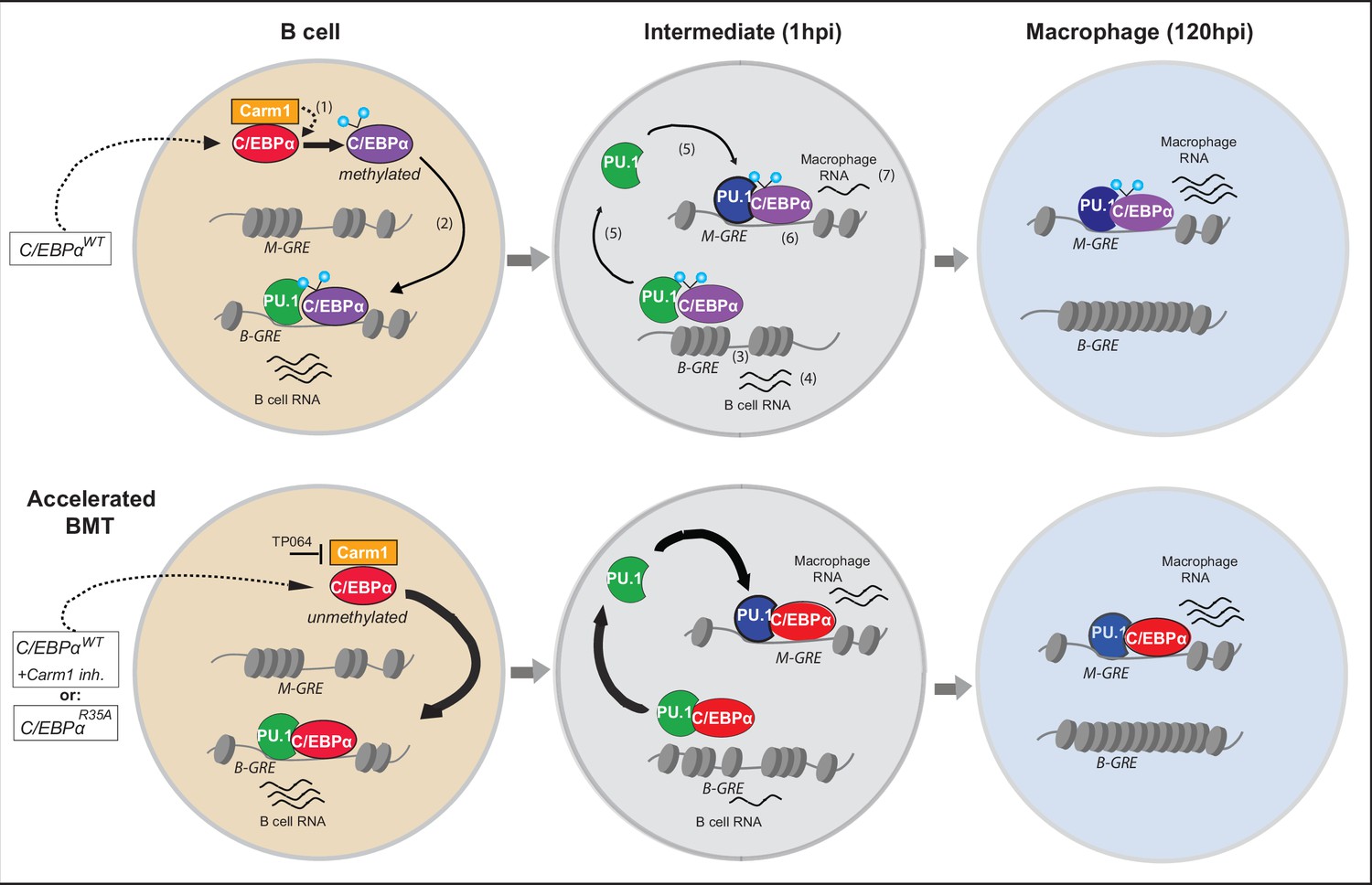 Carm1-arginine methylation of the transcription factor C/EBPα