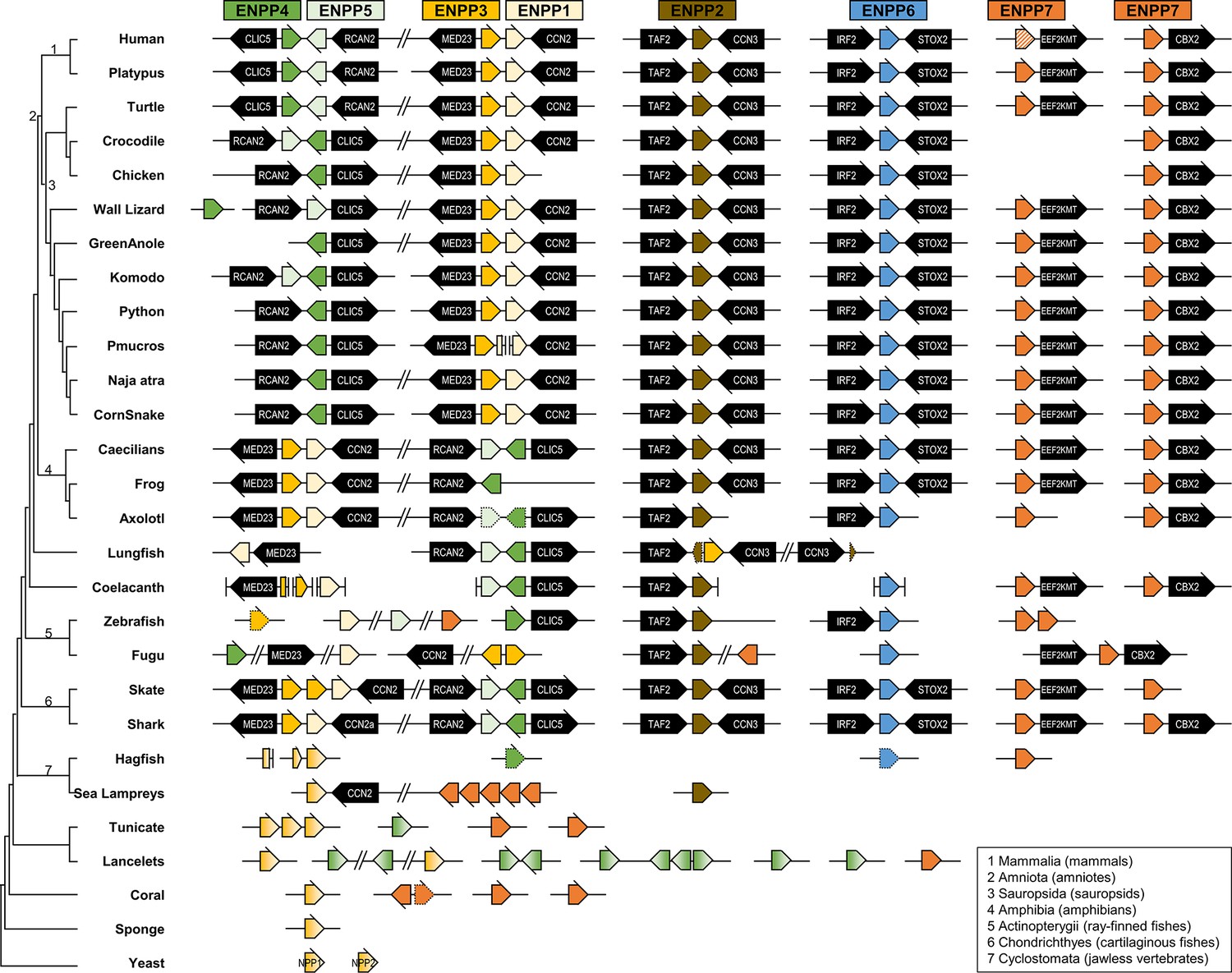 Figures and data in The evolution and structure of snake venom ...