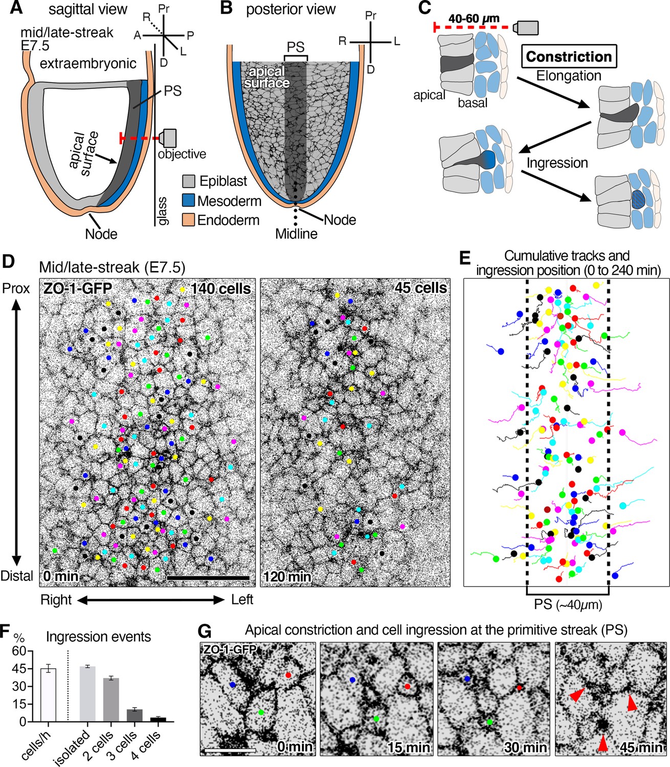 A ratchet-like apical constriction drives cell ingression during the ...