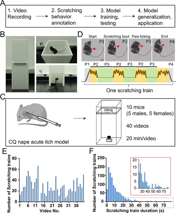 Scratch-AID, a deep learning-based system for automatic detection of ...