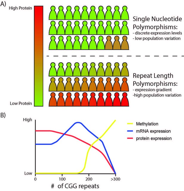 Native functions of short tandem repeats eLife