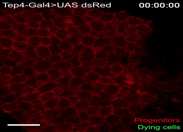 Kinetics of blood cell differentiation during hematopoiesis