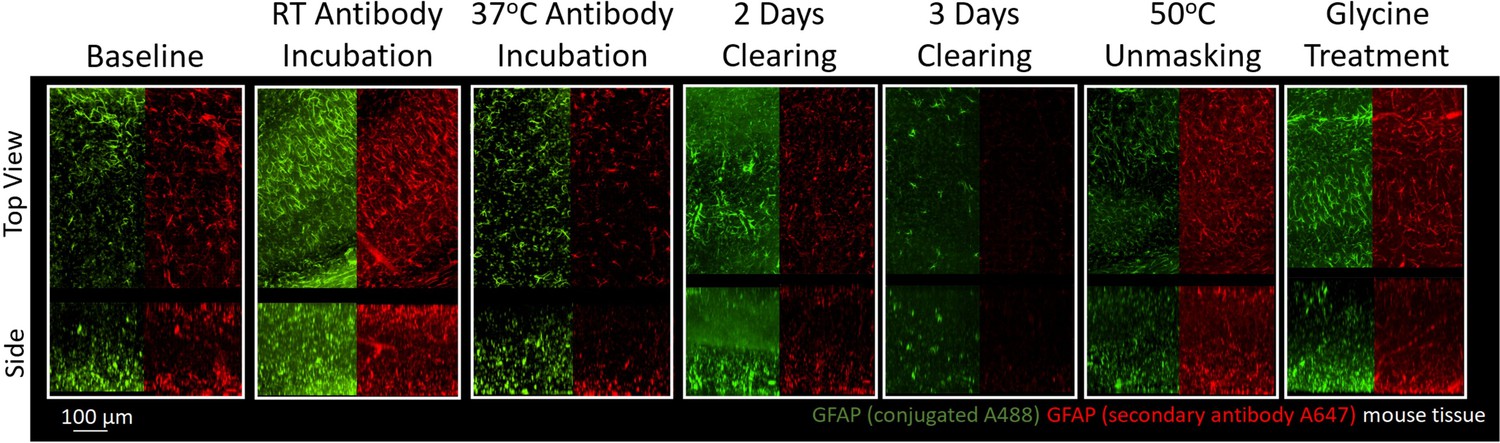 Tissue libraries enable rapid determination of conditions that