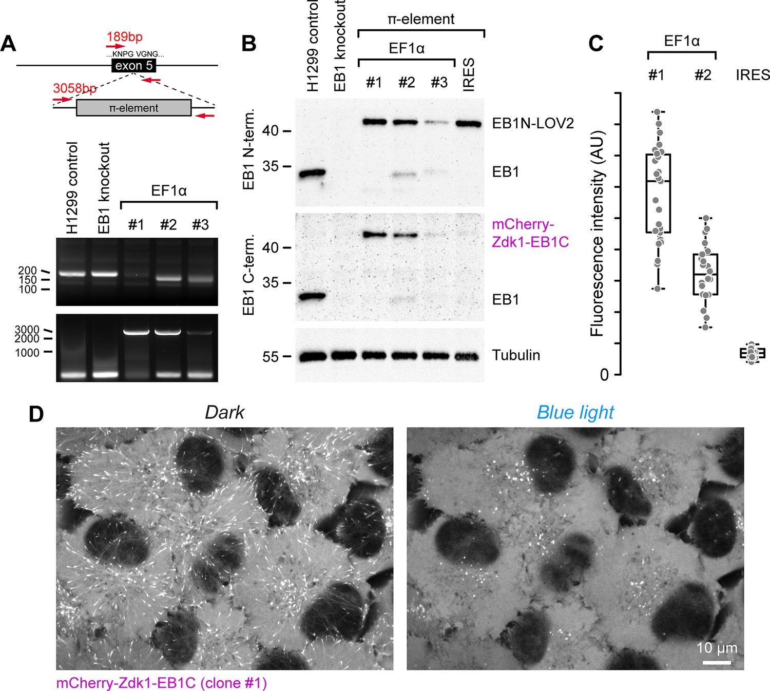 Figures And Data In Growth Cone Advance Requires EB1 As Revealed By ...