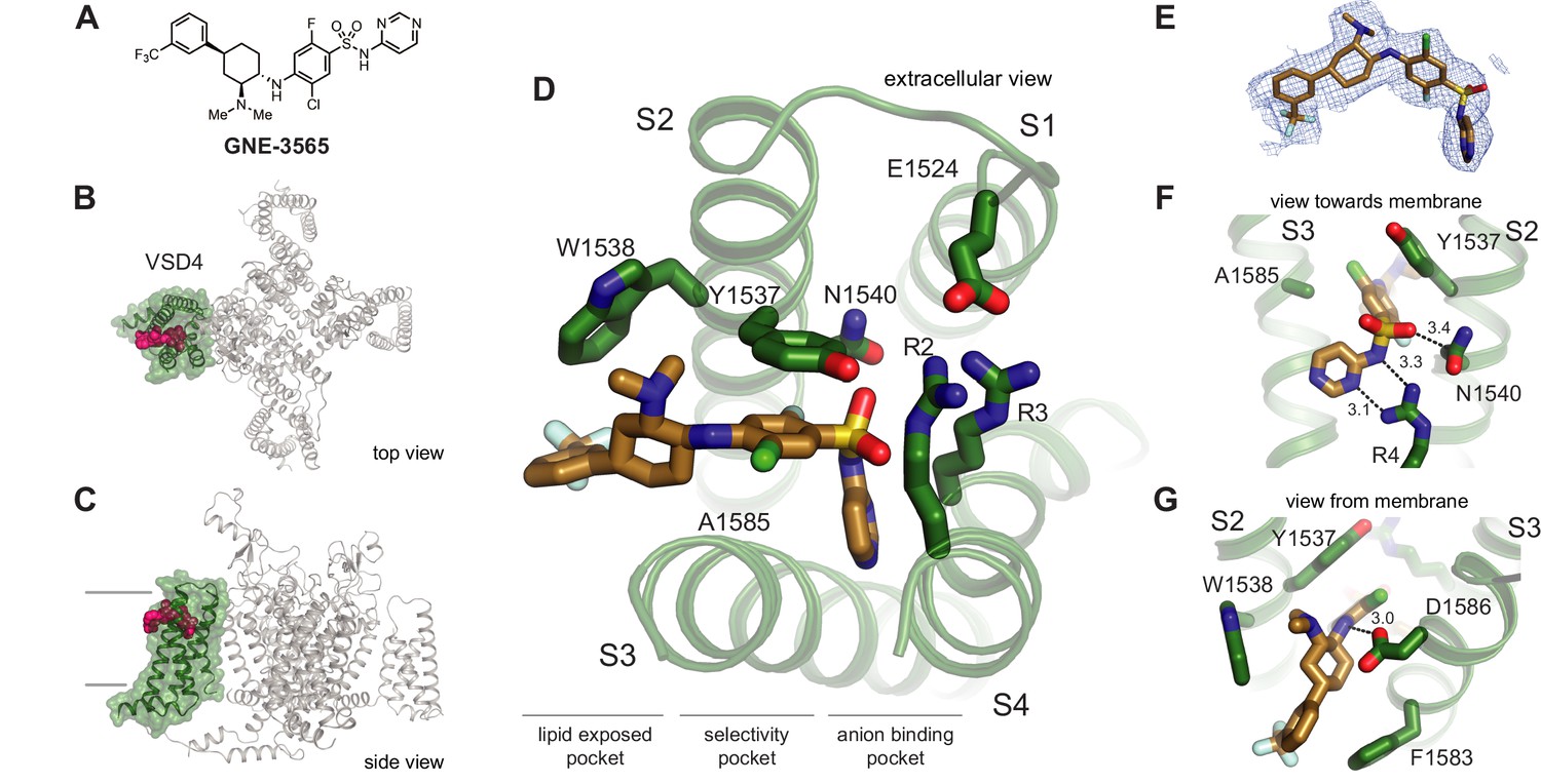 Cryo-EM reveals an unprecedented binding site for NaV1.7