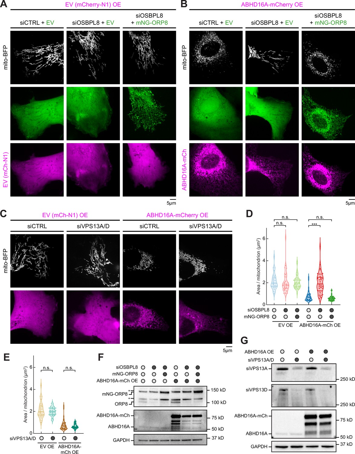 An ER phospholipid hydrolase drives ER-associated