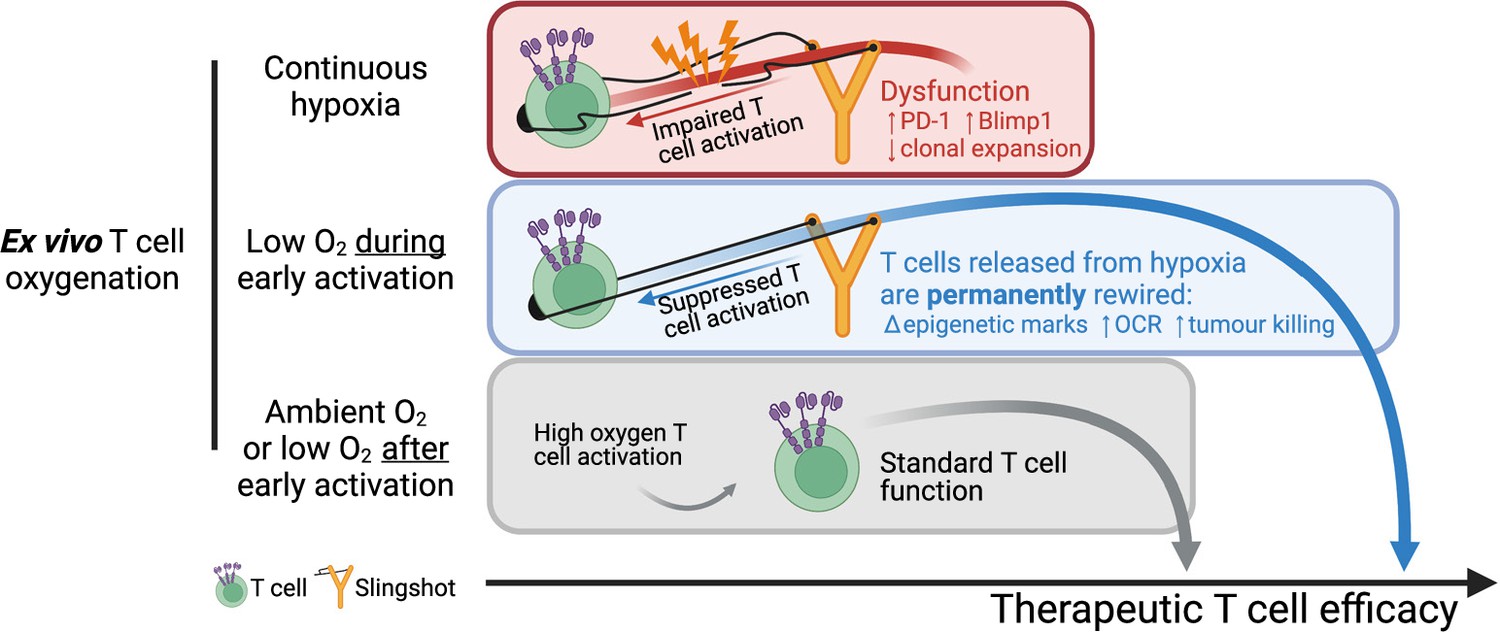 Cellular oxygenation clearance