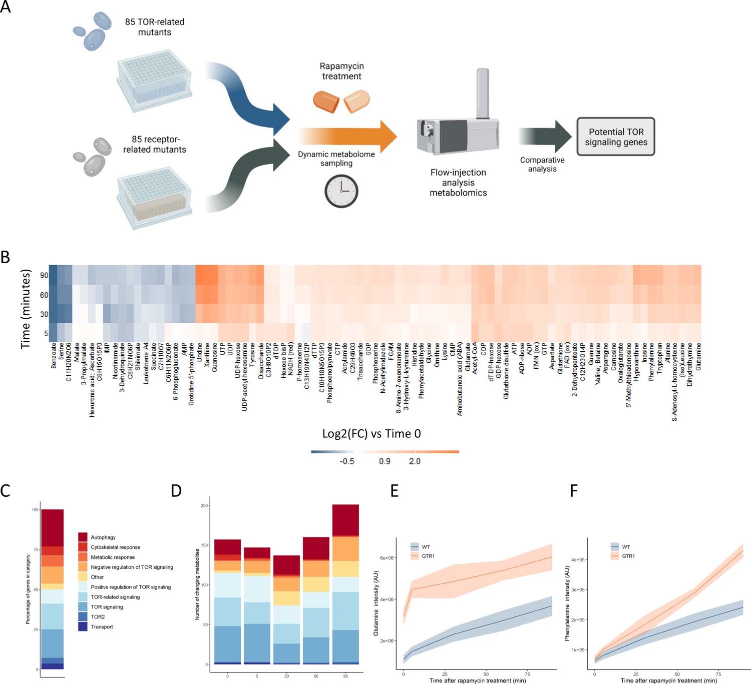 Dynamic Metabolome Profiling Uncovers Potential TOR Signaling Genes | ELife