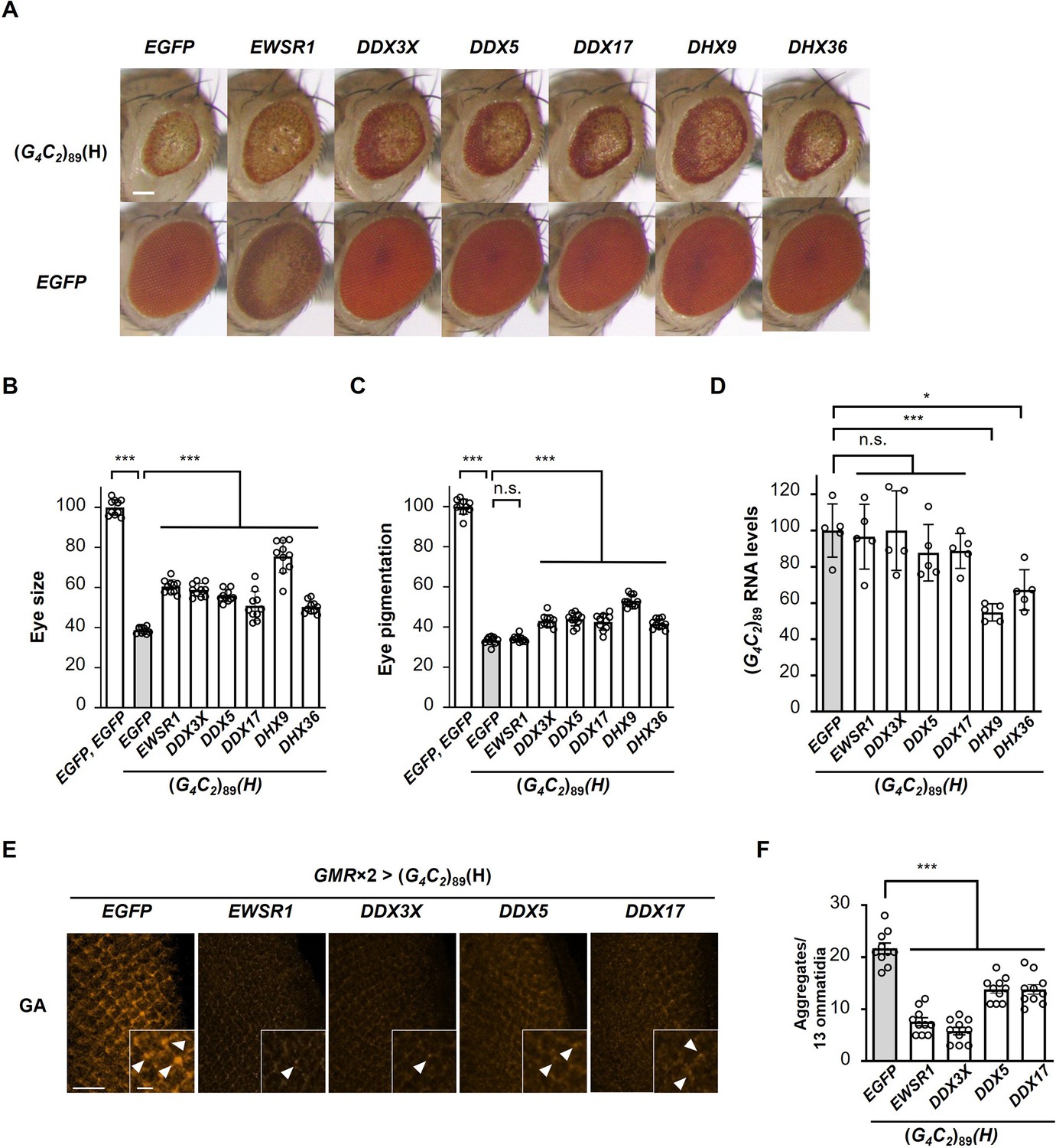 FUS regulates RAN translation through modulating the G-quadruplex