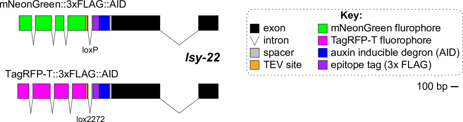 https://iiif.elifesciences.org/lax:84355%2Felife-84355-fig4-figsupp1-v1.tif/full/1500,/0/default.jpg