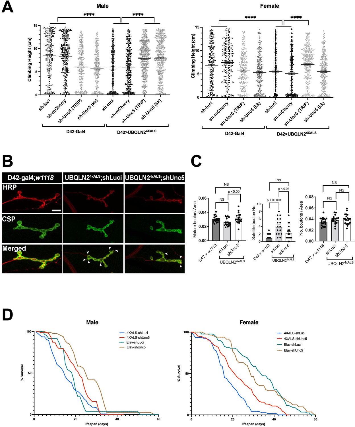Axon guidance genes modulate neurotoxicity of ALS-associated