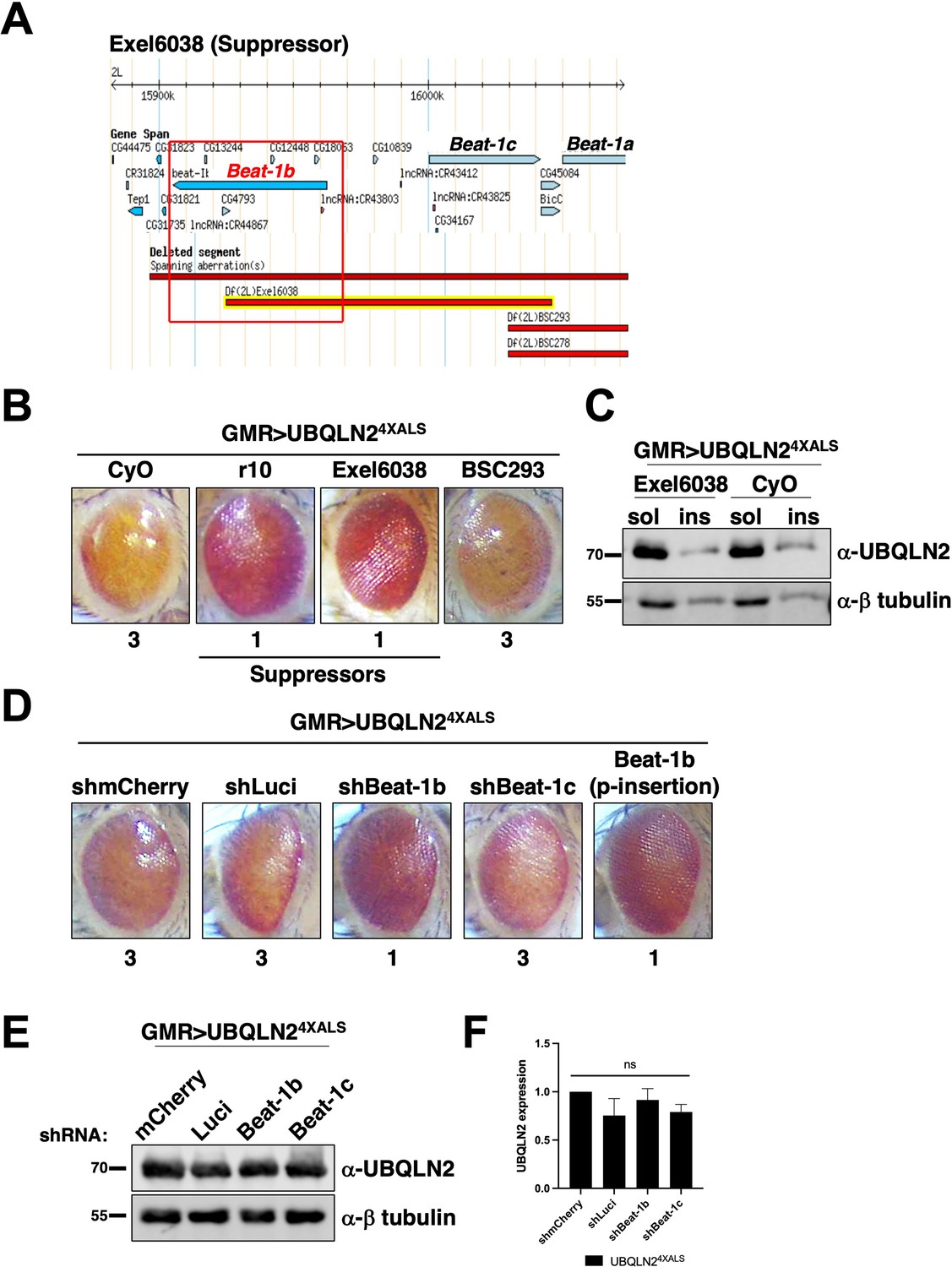 Axon guidance genes modulate neurotoxicity of ALS-associated