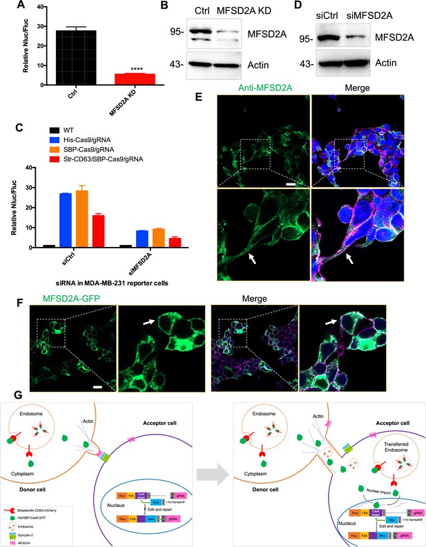 Syncytin Mediated Open Ended Membrane Tubular Connections Facilitate