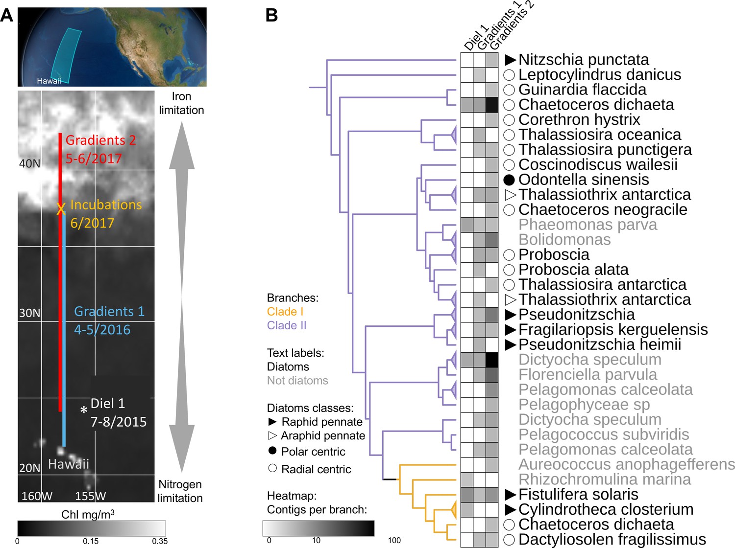 Divergent functions of two clades of flavodoxin in diatoms