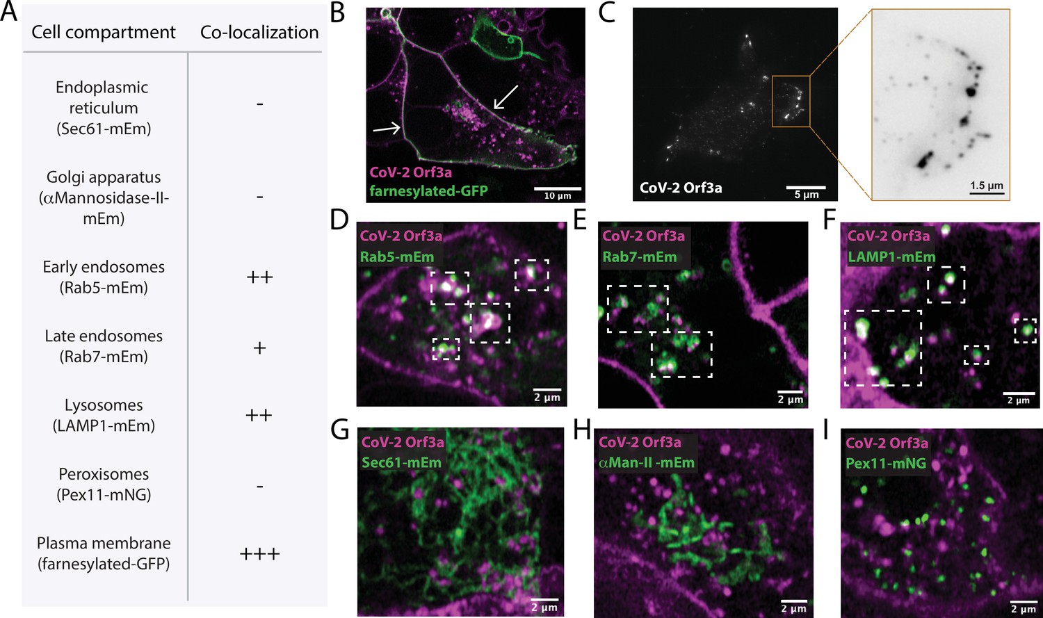 Frontiers  Understanding the Role of SARS-CoV-2 ORF3a in Viral