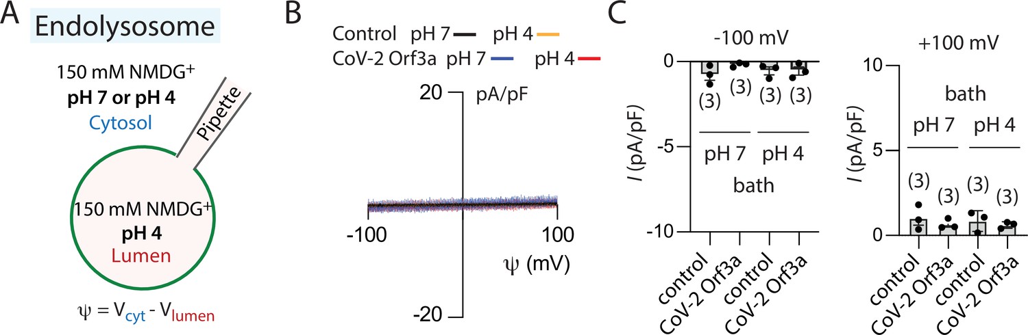 Frontiers  Understanding the Role of SARS-CoV-2 ORF3a in Viral