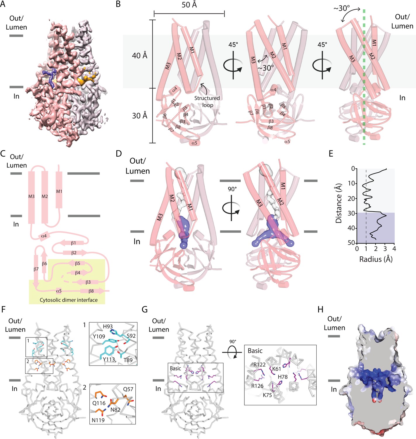 PDF) SARS-CoV-2 ORF3A interacts with the Clic-like chloride channel-1 (  CLCC1 ) and triggers an unfolded protein response