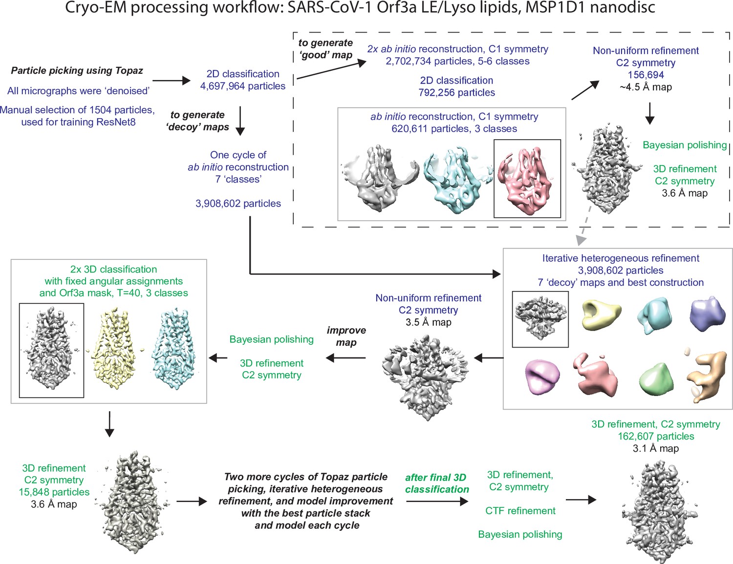 Frontiers  Understanding the Role of SARS-CoV-2 ORF3a in Viral