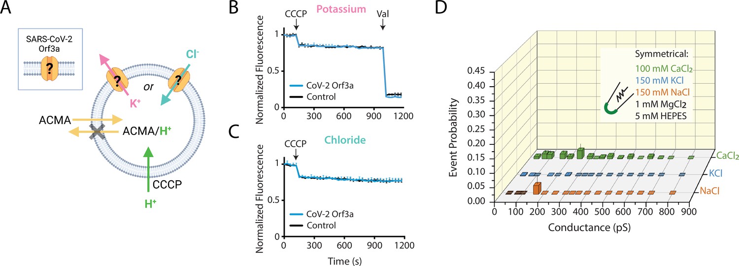 PDF) SARS-CoV-2 ORF3A interacts with the Clic-like chloride channel-1 (  CLCC1 ) and triggers an unfolded protein response