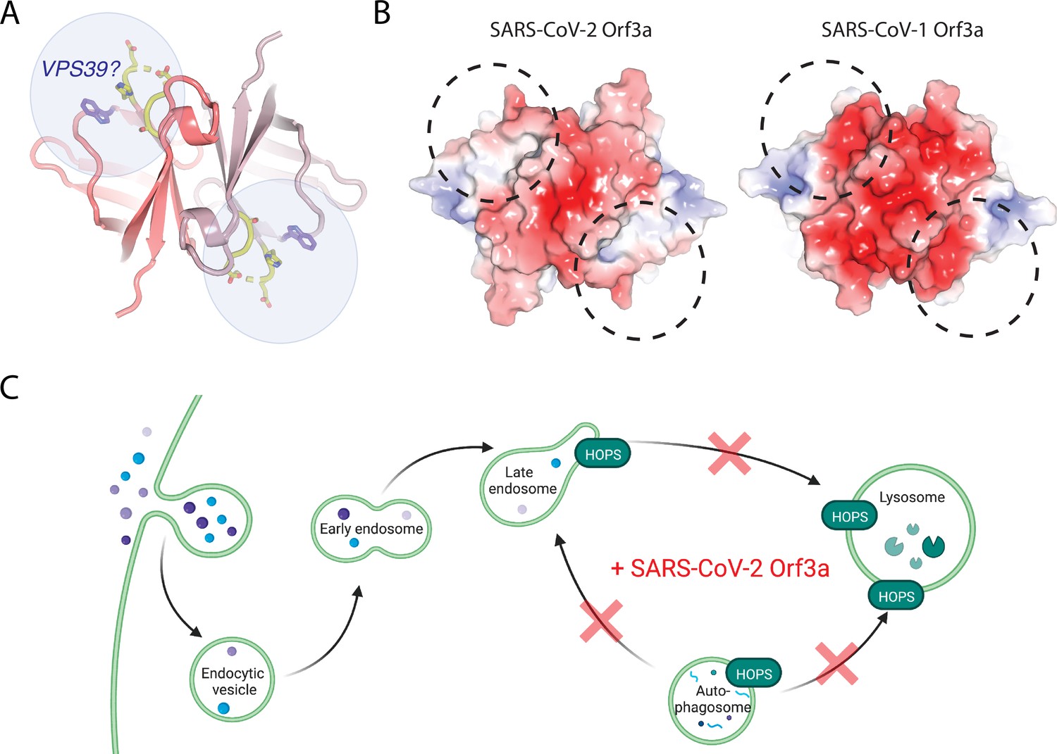 SARS-CoV-2 ORF3A interacts with the Clic-like chloride channel-1 (CLCC1)  and triggers an unfolded protein response [PeerJ]