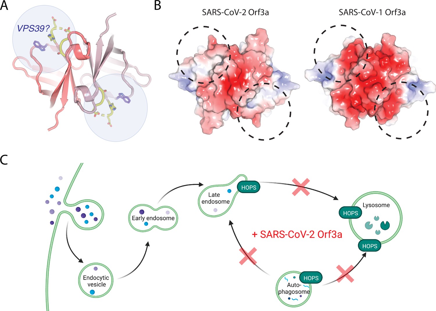 Frontiers  Understanding the Role of SARS-CoV-2 ORF3a in Viral